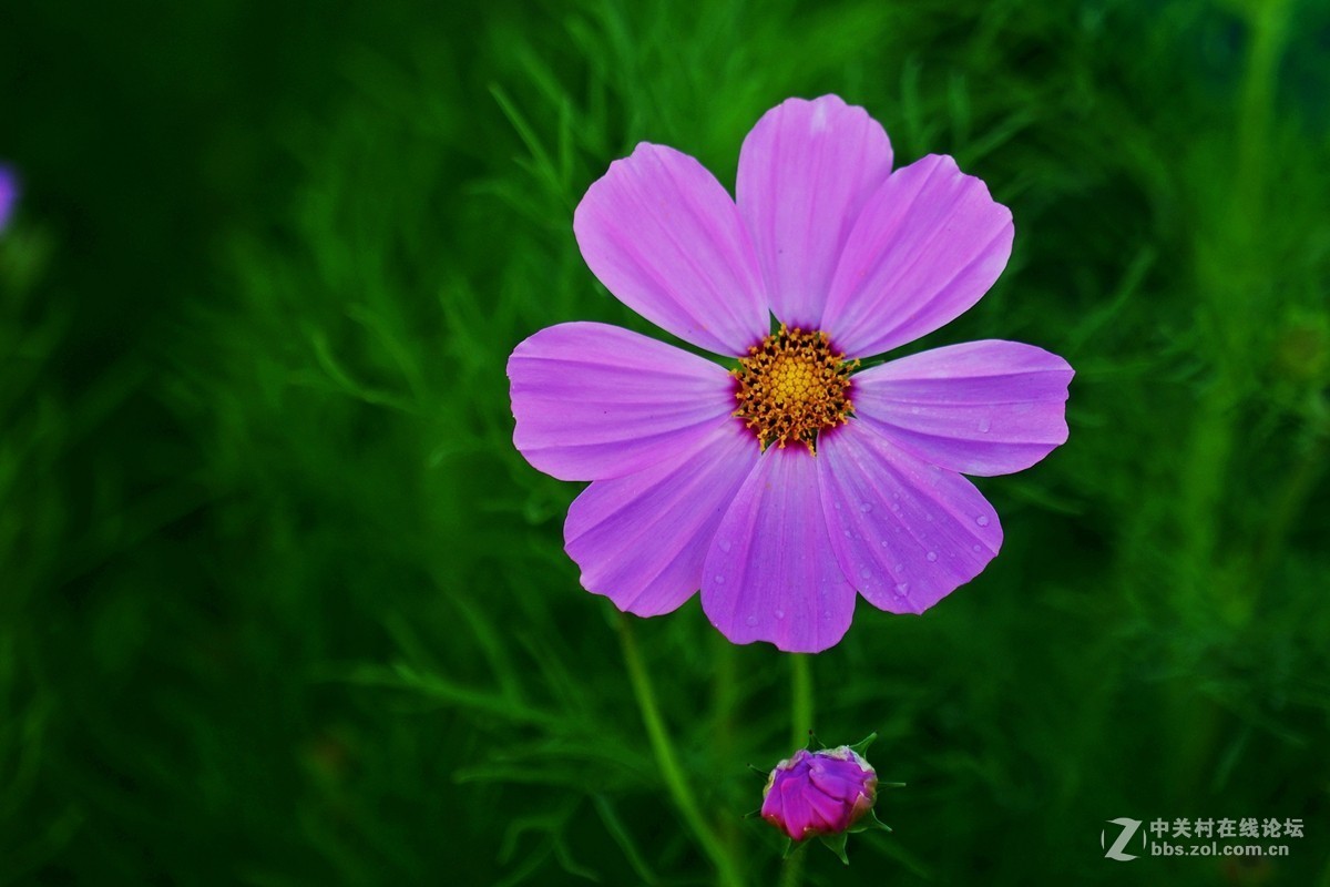格桑花波斯菊