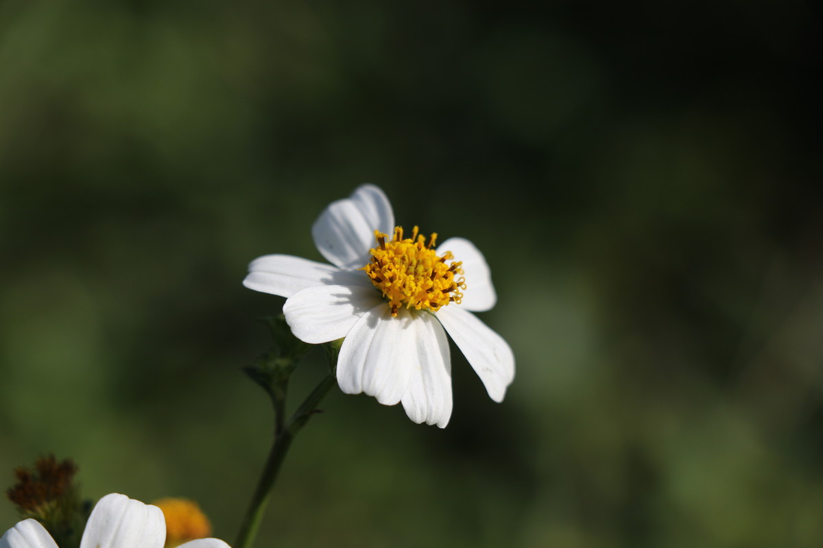 小雏菊