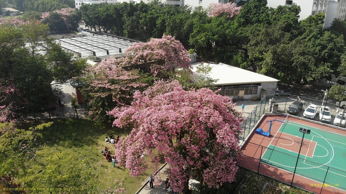 航拍华南师范大学的异木棉
