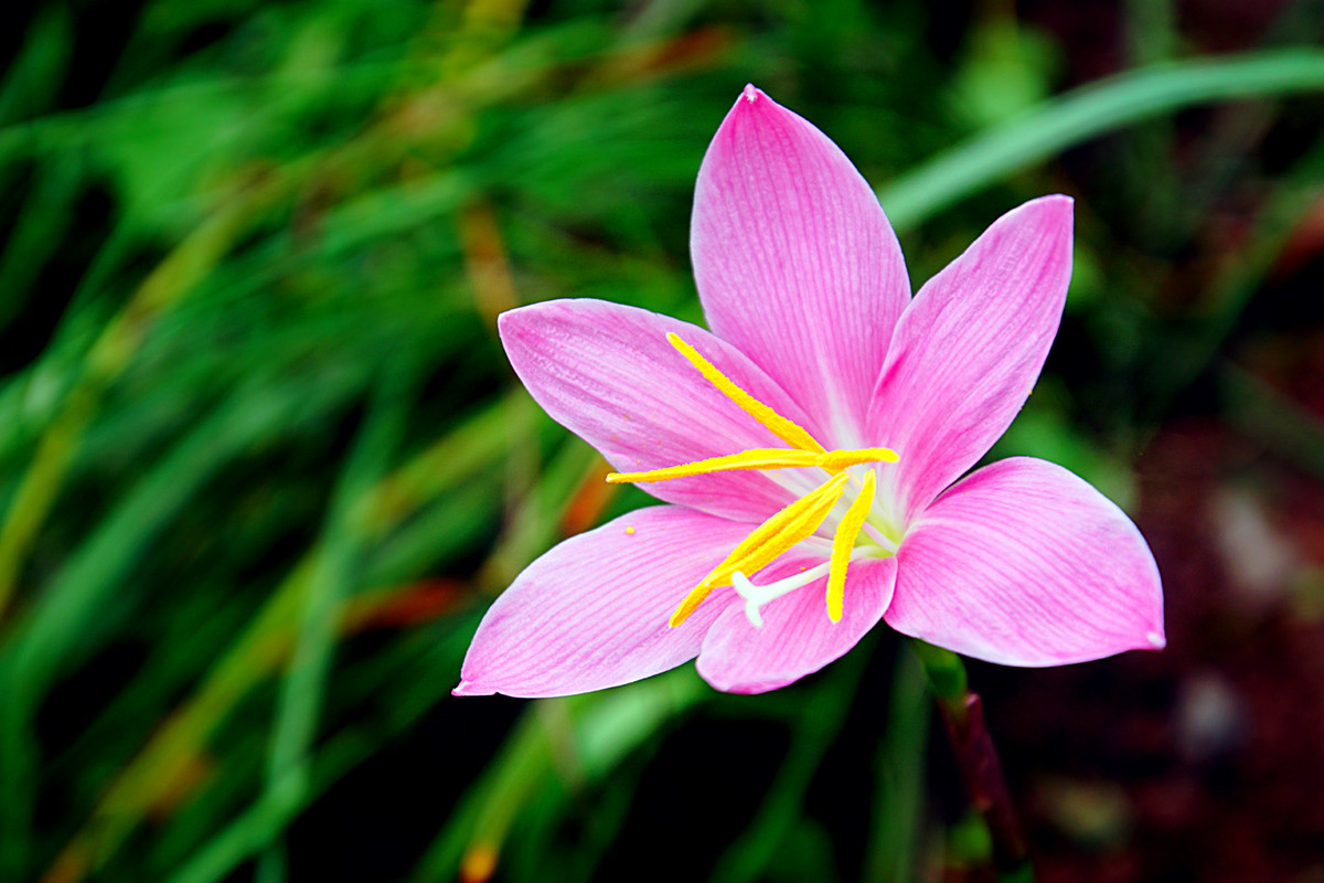 风雨花