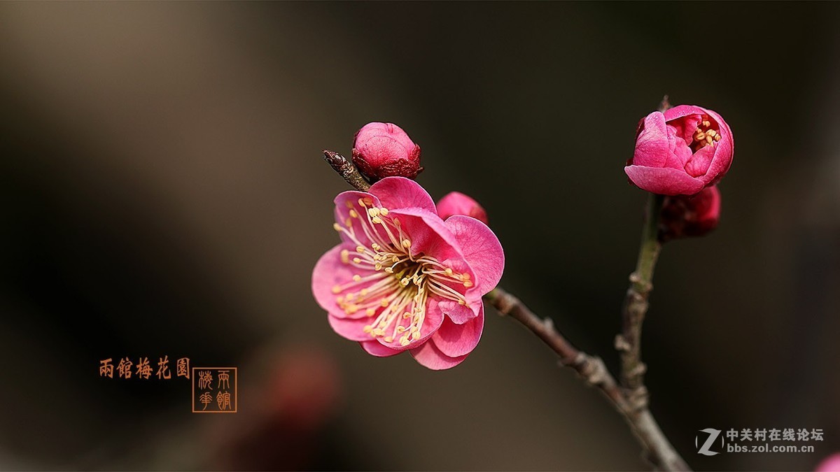 串门帖春天花卉2018梅花8