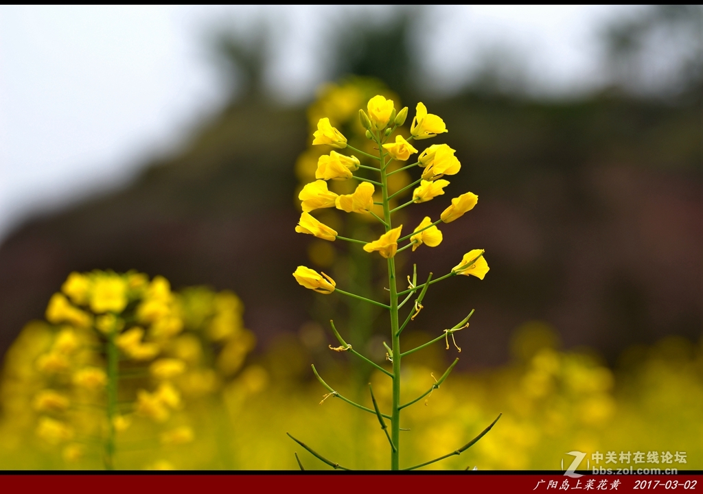 广阳岛上菜籽花非黄