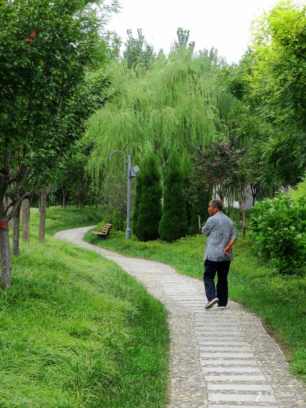 林荫小路