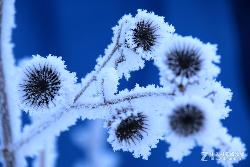 雪绒花