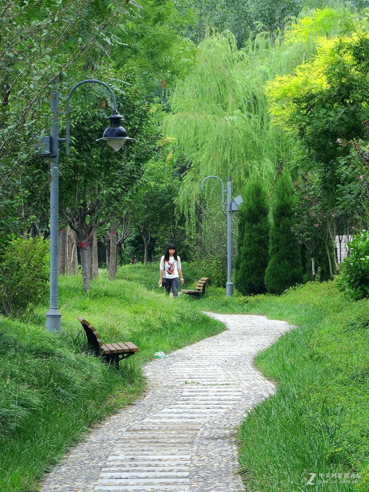 林荫小路
