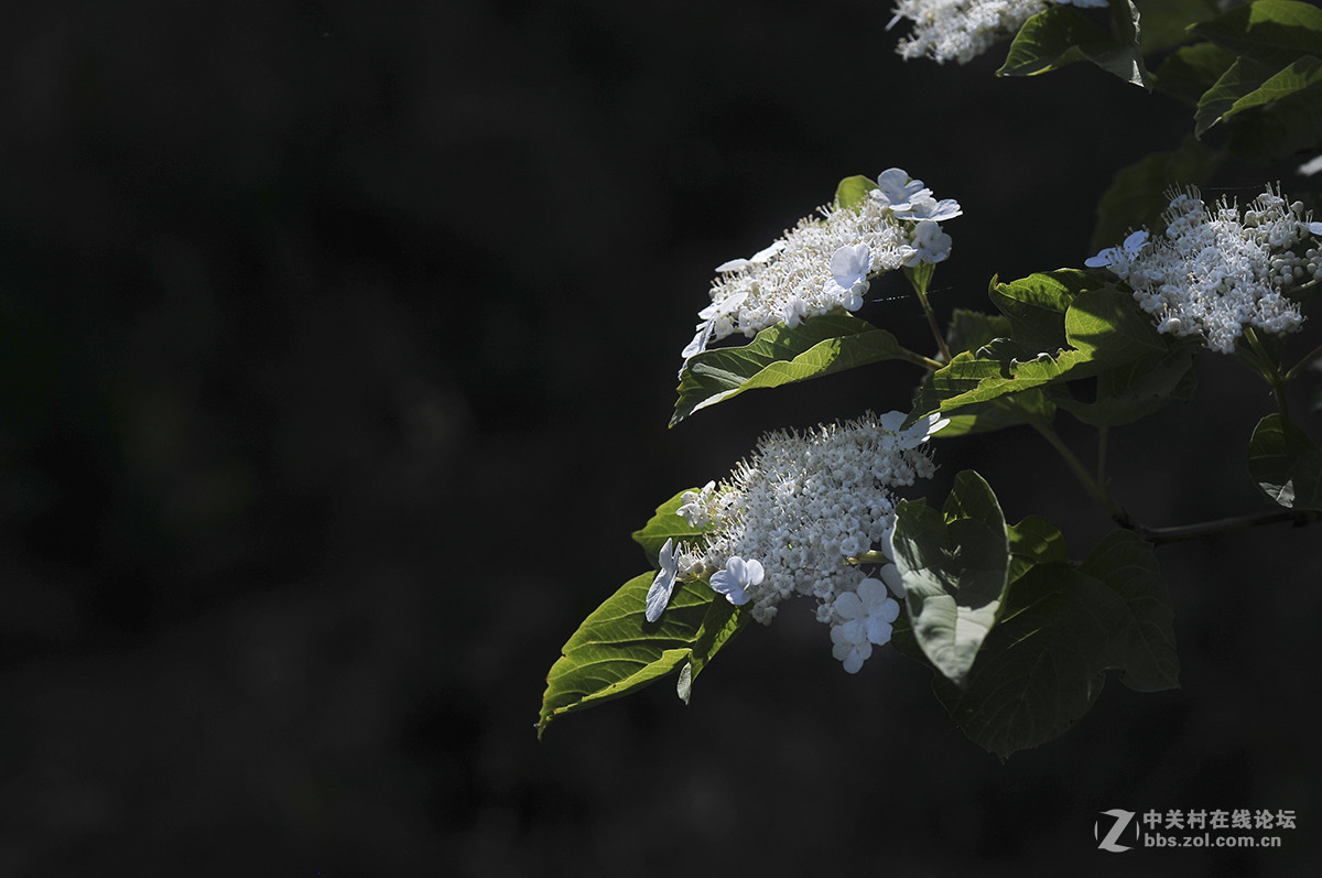 琼花