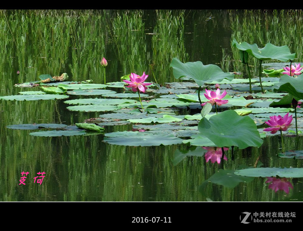 芰荷2016呼市满都海公园随拍拜访帖