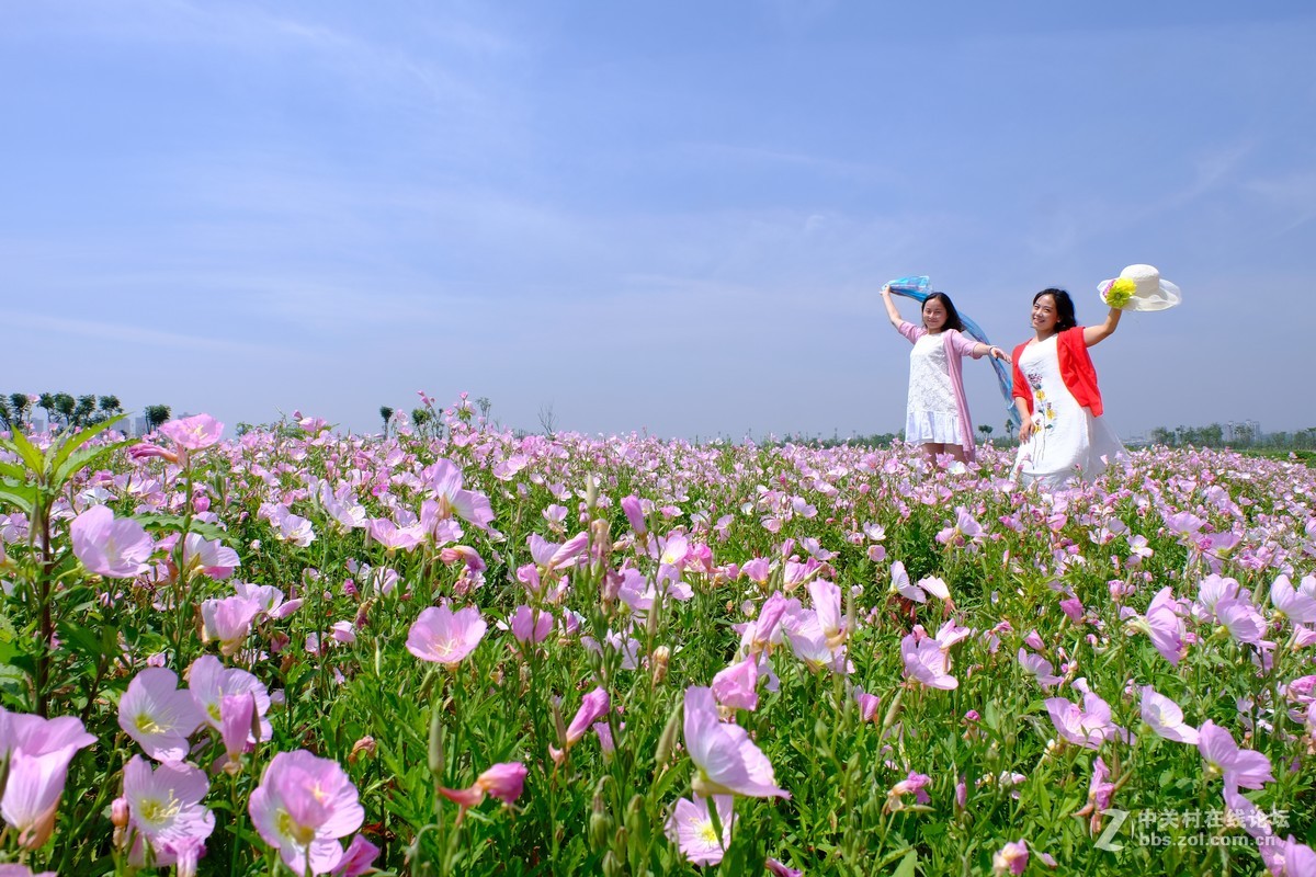 长沙最美格桑花海