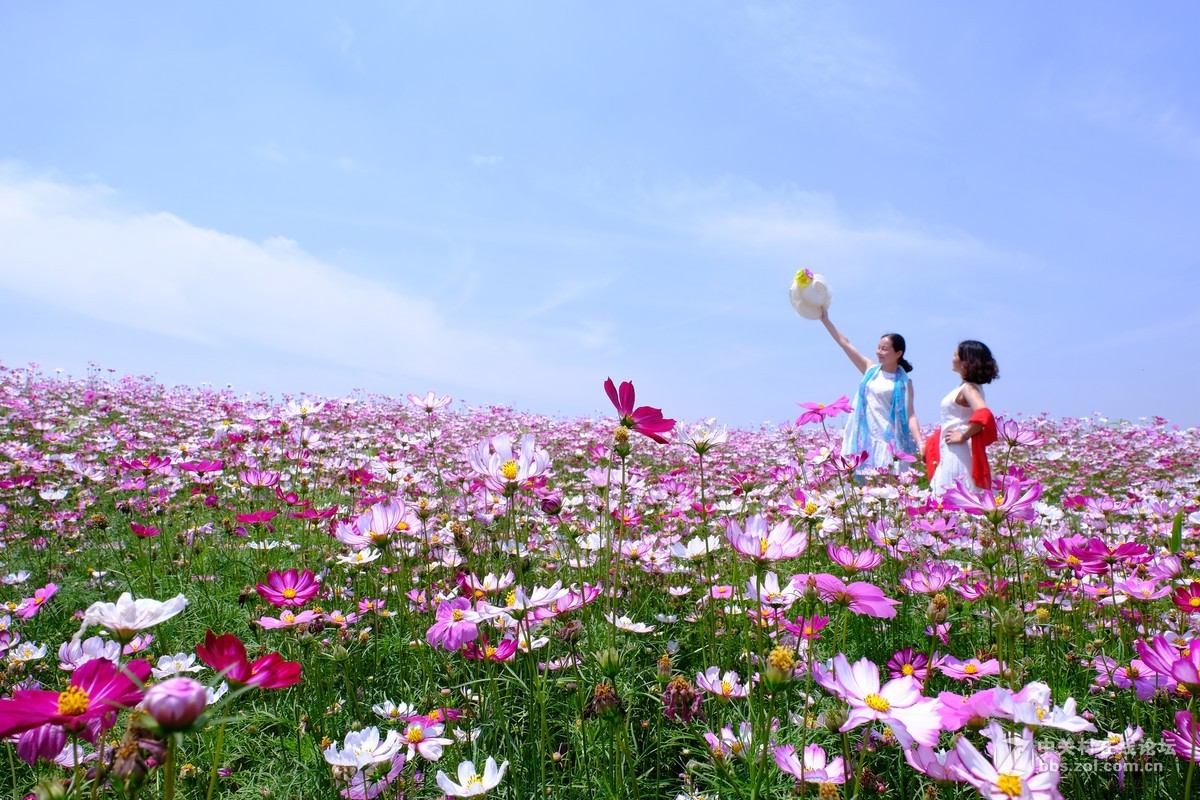 长沙最美格桑花海