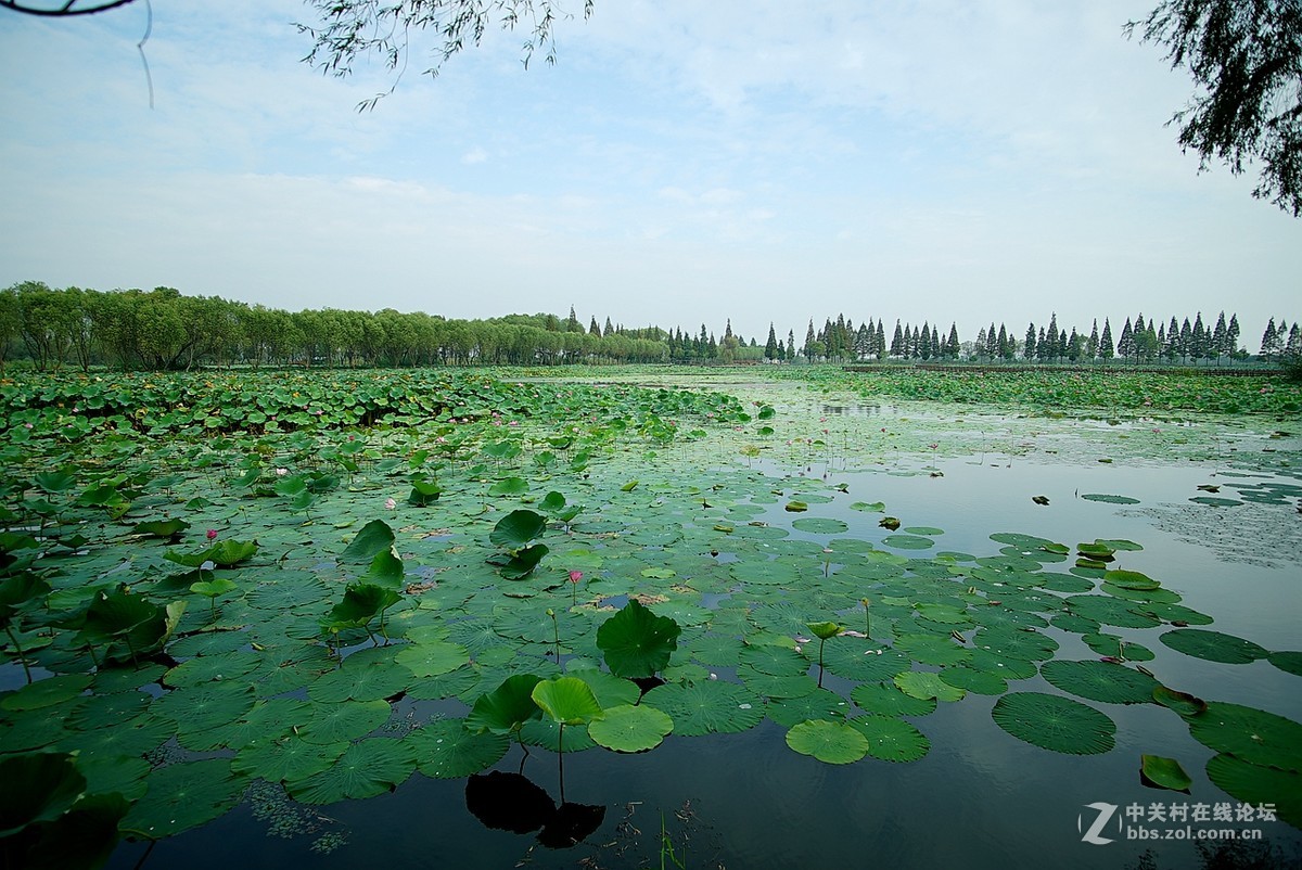 洪湖美景