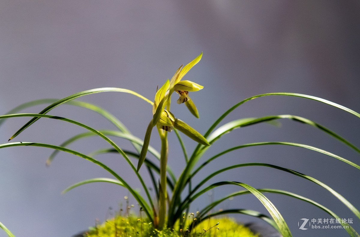 北京植物园的兰花