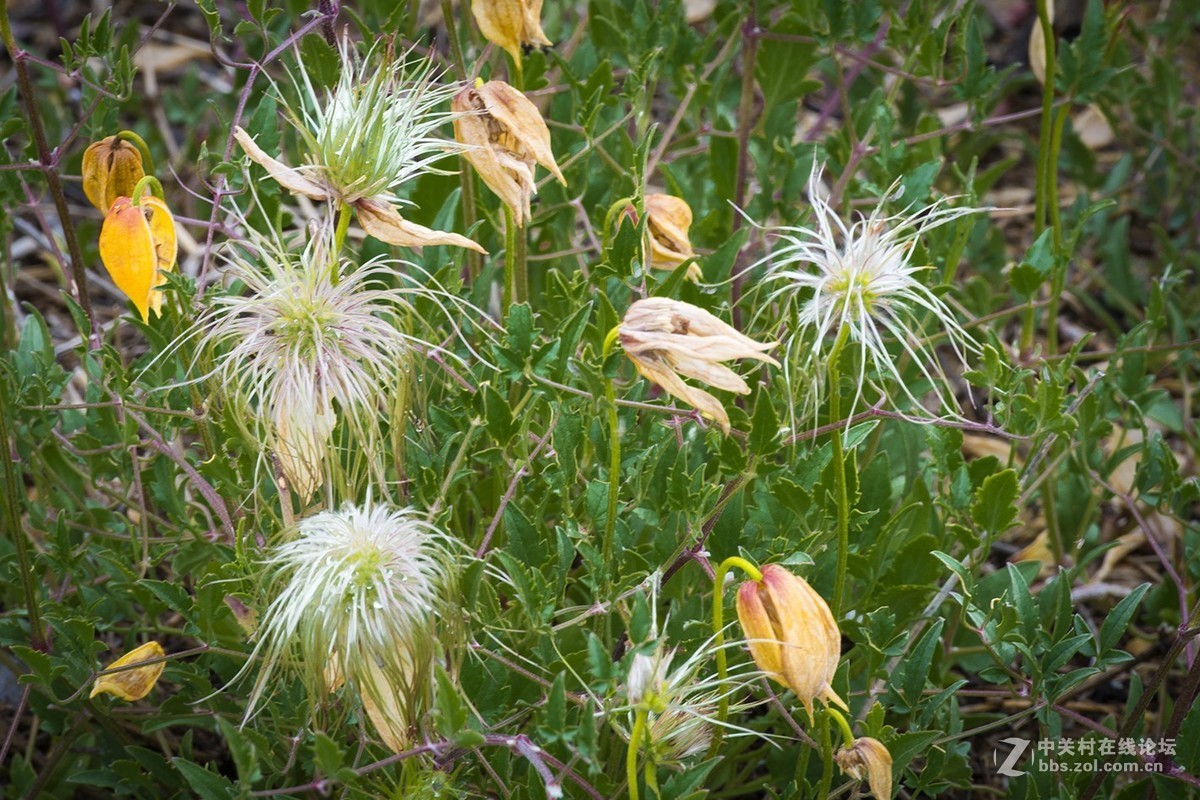 甘川铁线莲青海湖边的奇花异草