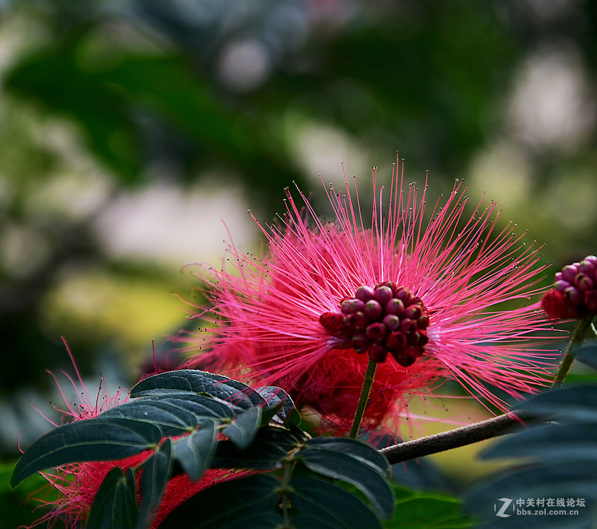 红绒球花