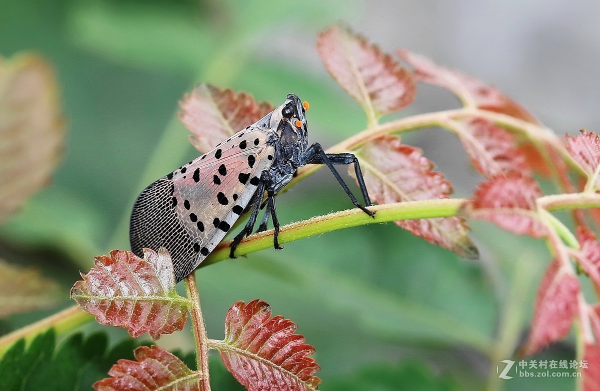 斑衣蜡蝉