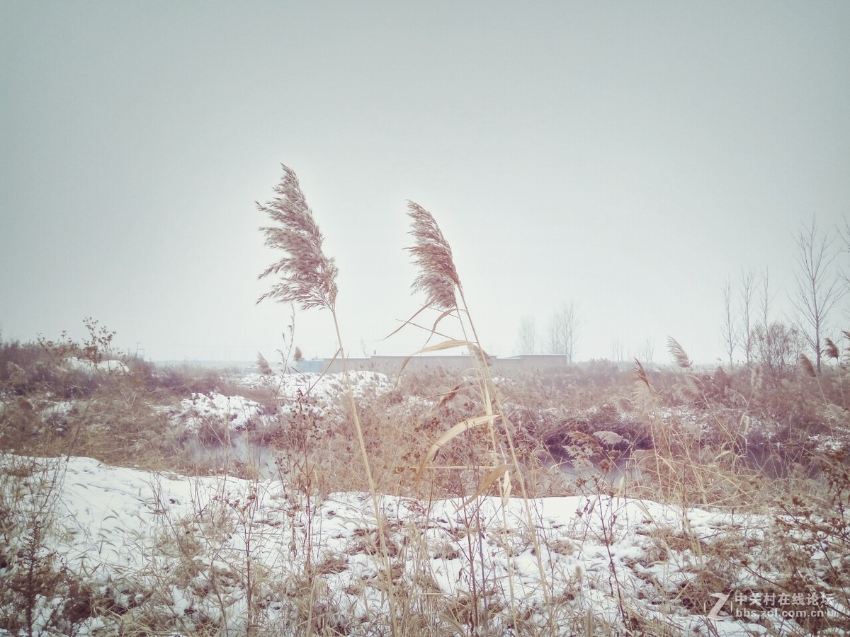雪后的芦苇荡