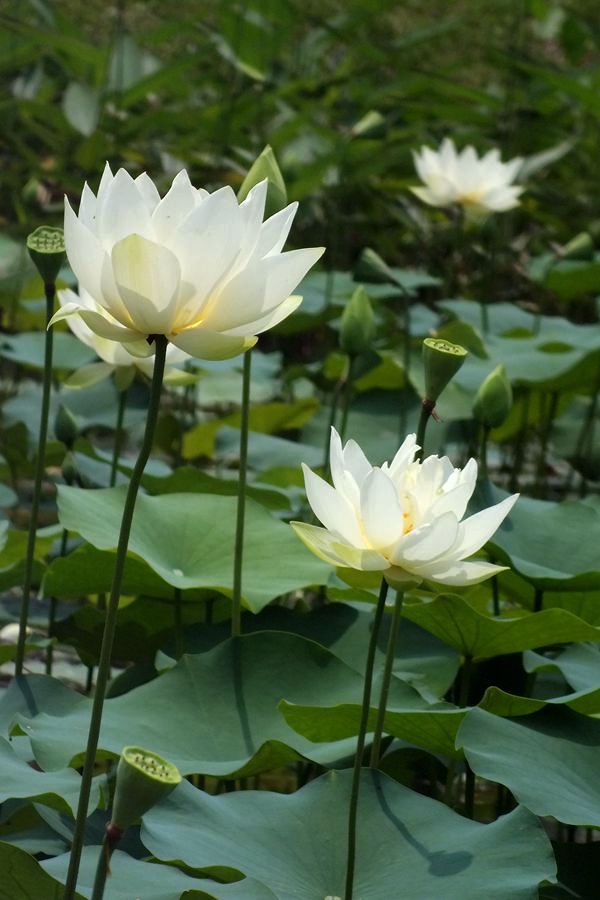 白荷花8