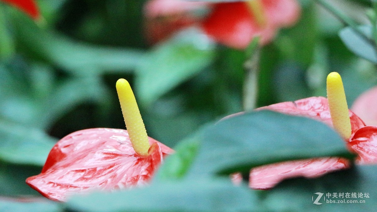 花房
