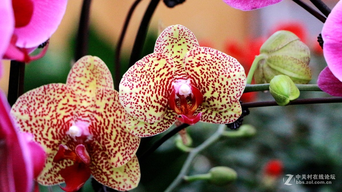花房