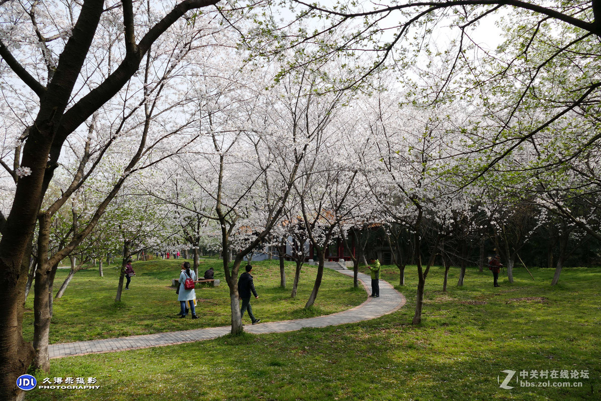 青山公园樱花盛开