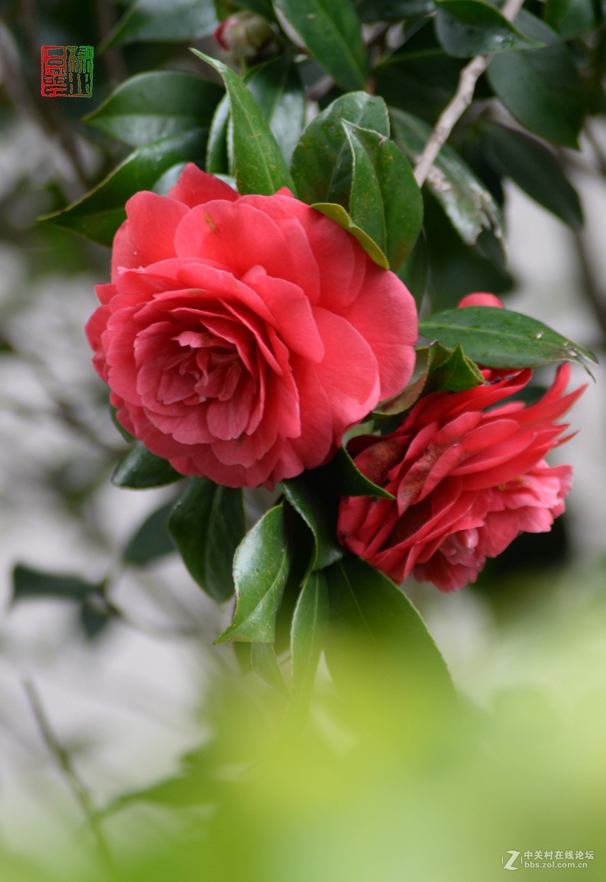 山茶花