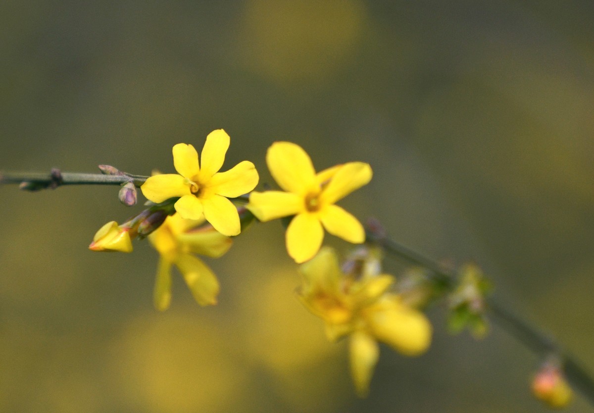 迎春花