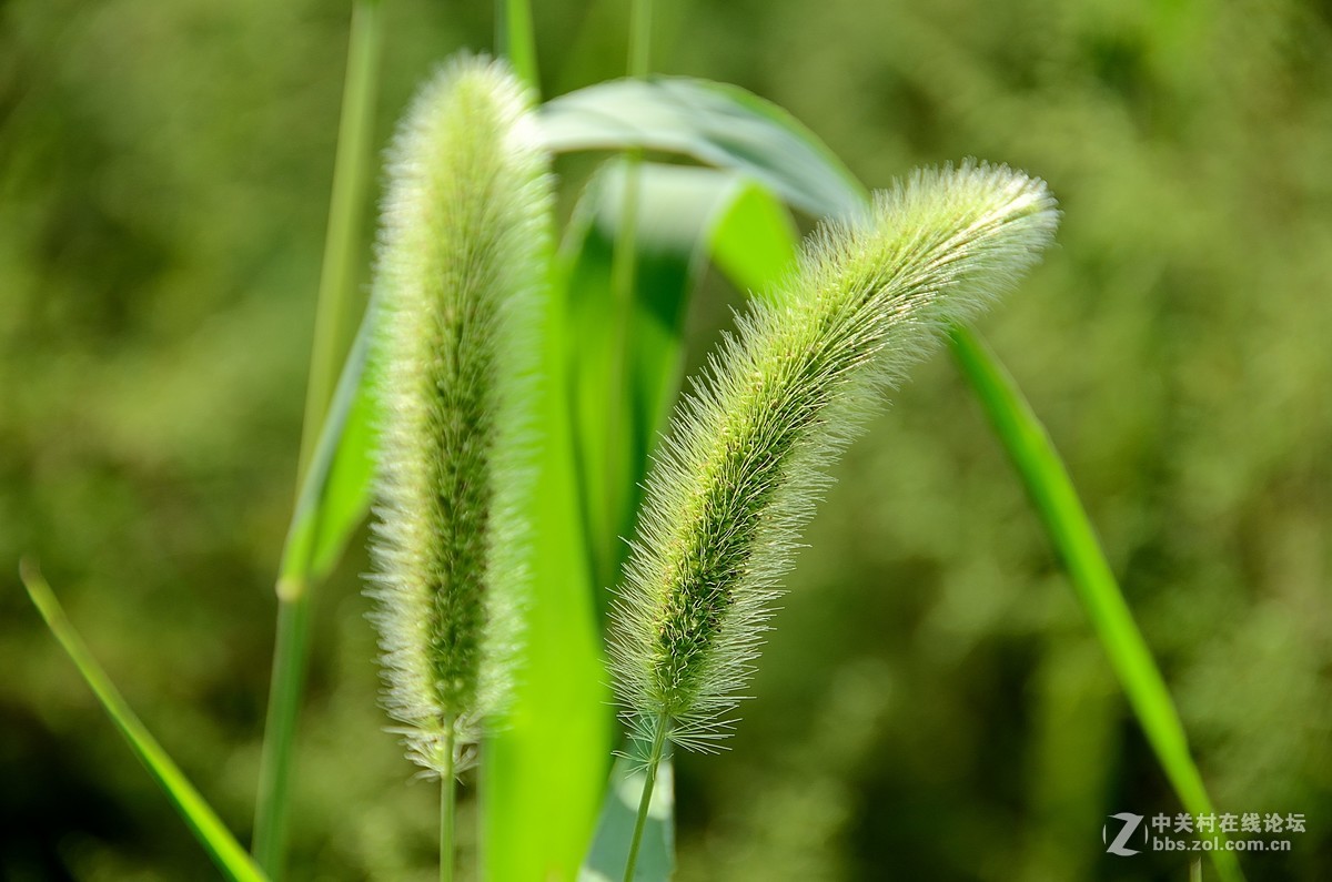 狗尾巴草毛悠悠