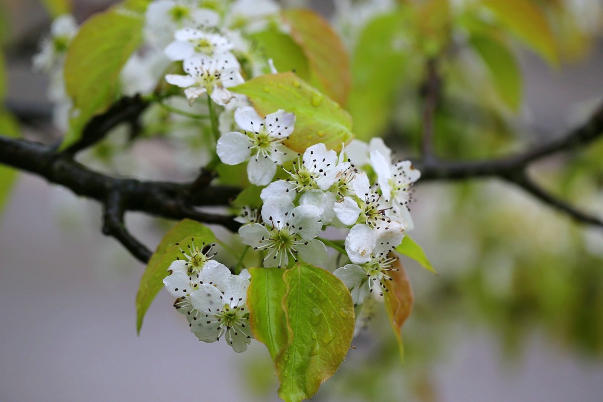 梨花一枝春带雨