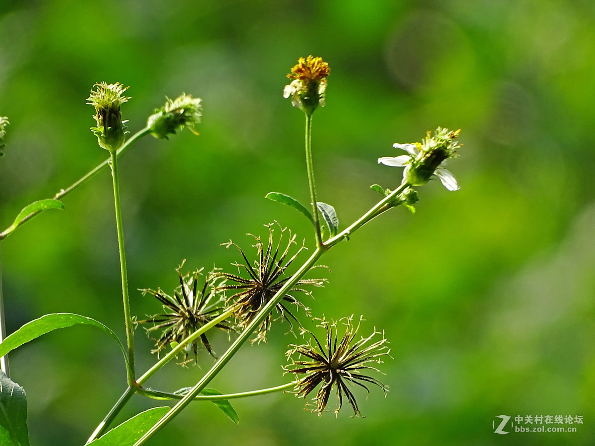 虾钳草