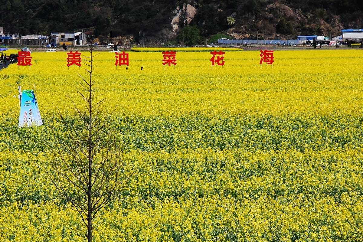 桐浦油菜花节5