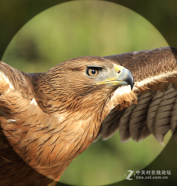 鹰鼻鹞眼