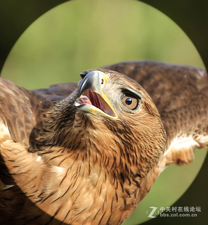 鹰鼻鹞眼