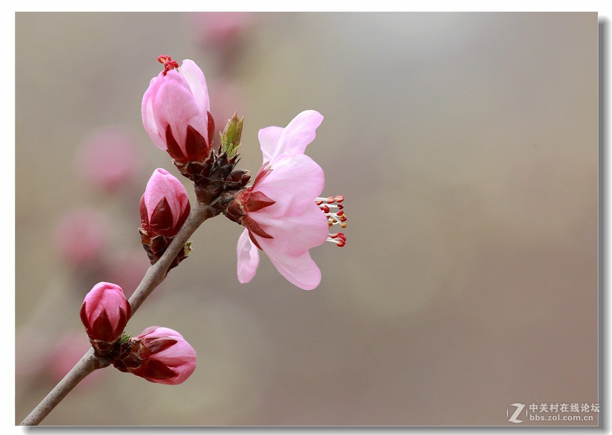 山桃花