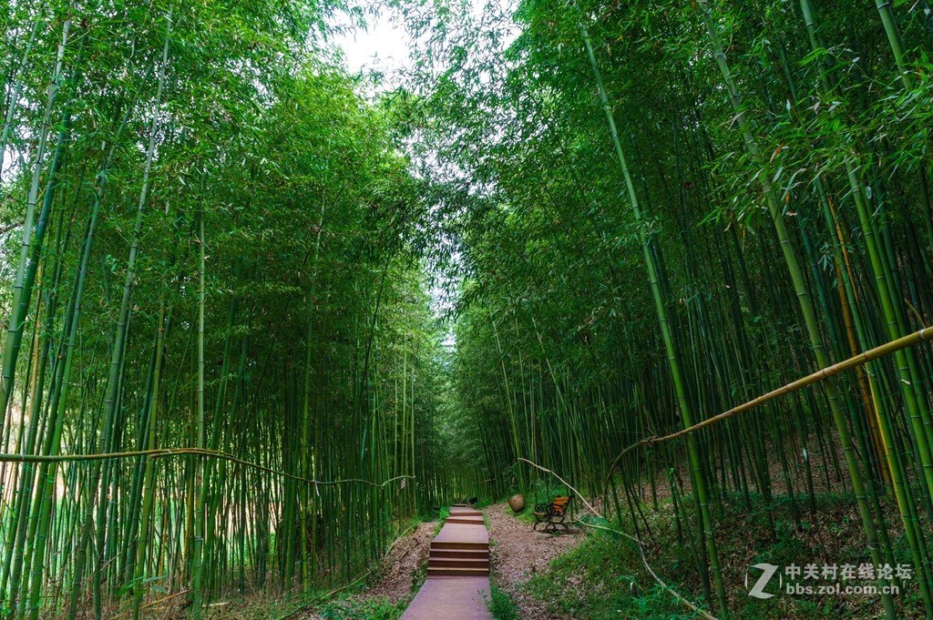 鲸鱼沟风景区的关中竹海