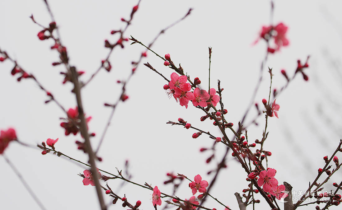 春天的脚步桃梅花