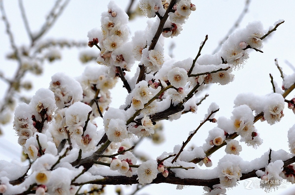 傲雪寒梅家乡下了第二场雪拍的请欣赏