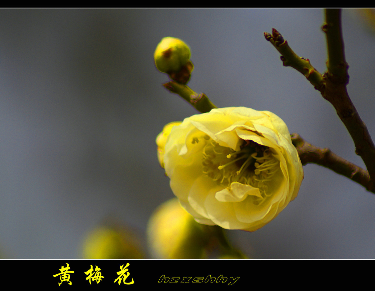 黄梅花