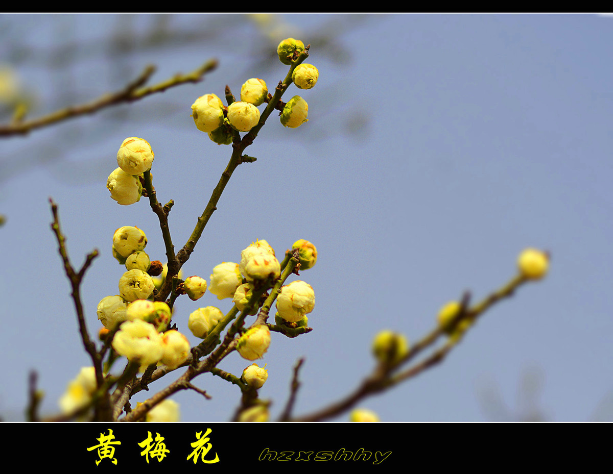 黄梅花
