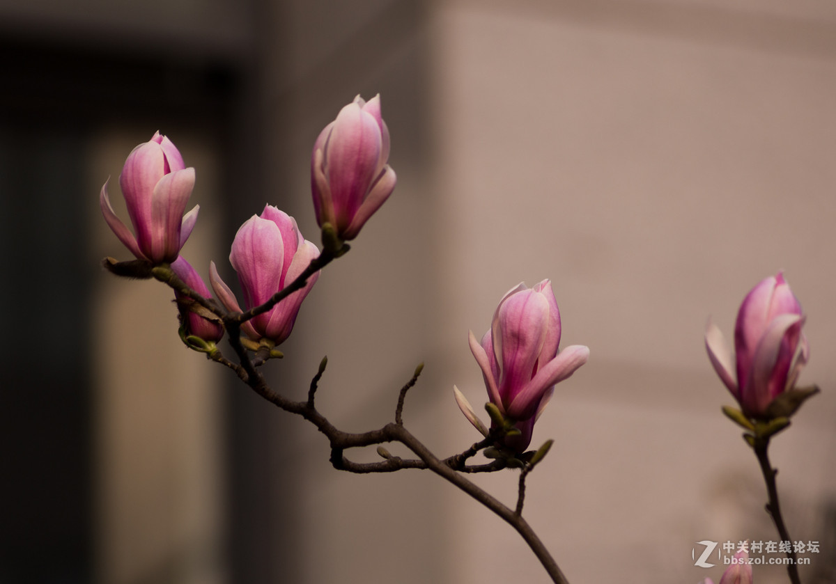 玉兰花二