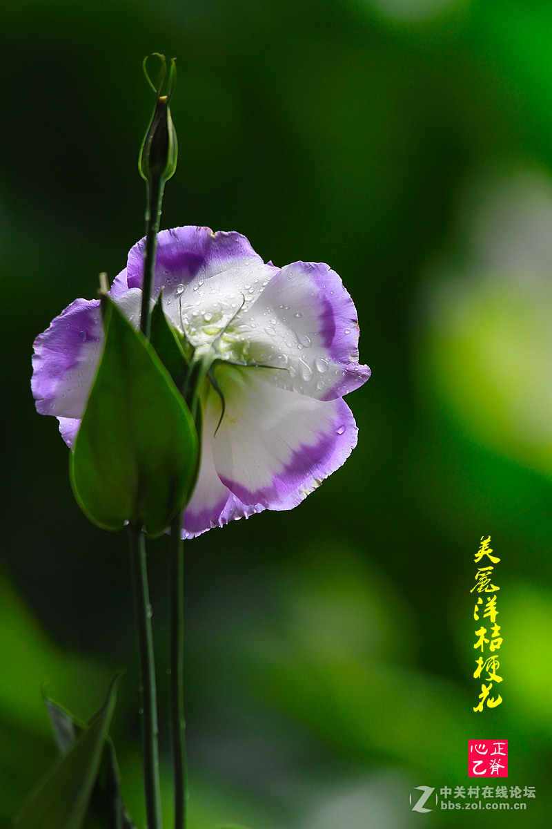 秋天美丽的花朵二