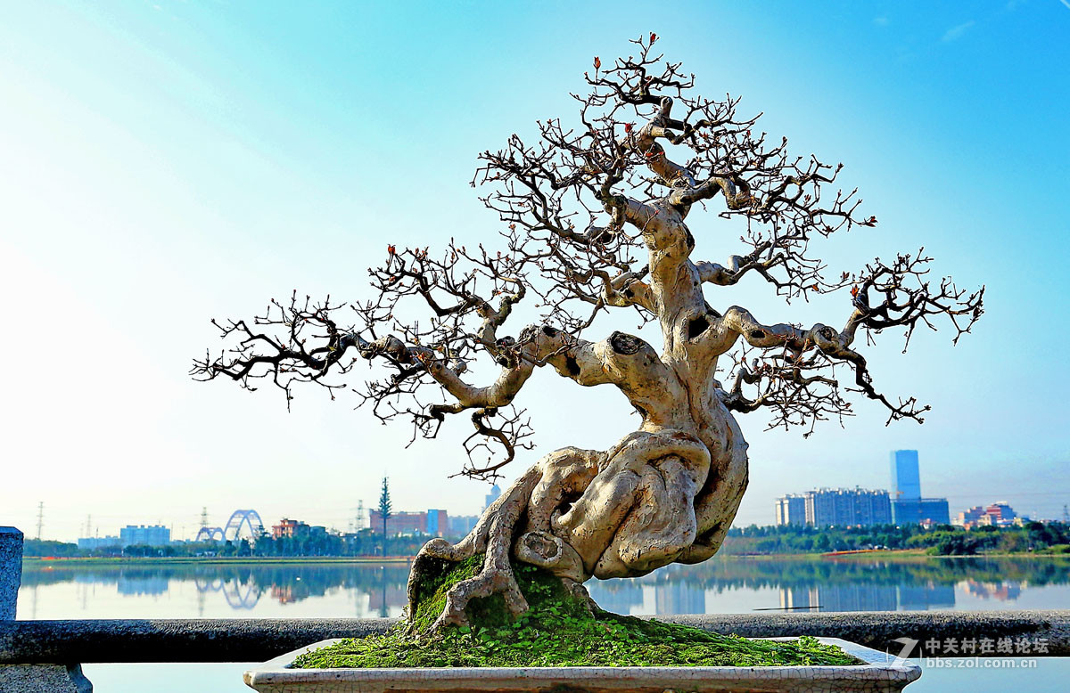 艺术盆景
