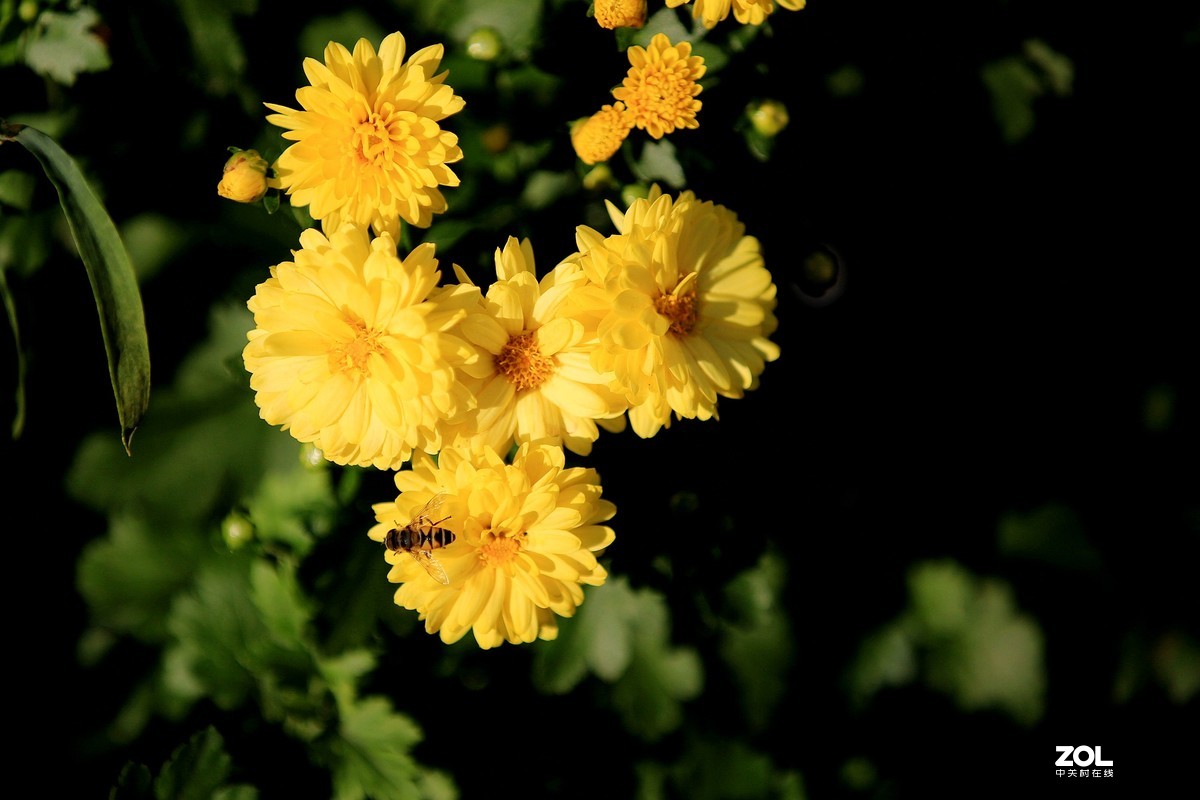 小菊花