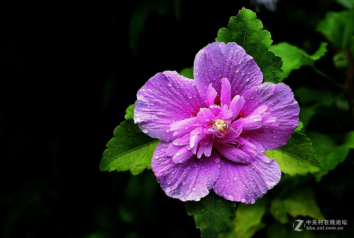 木槿花