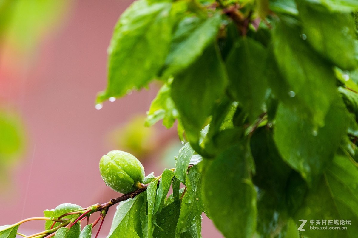 雨中青杏