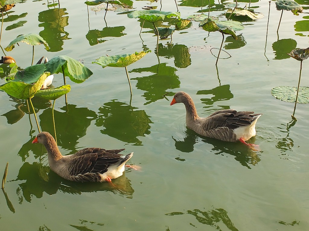 红嘴雁鹅