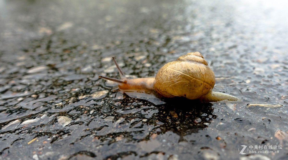 雨天赶路的小蜗牛