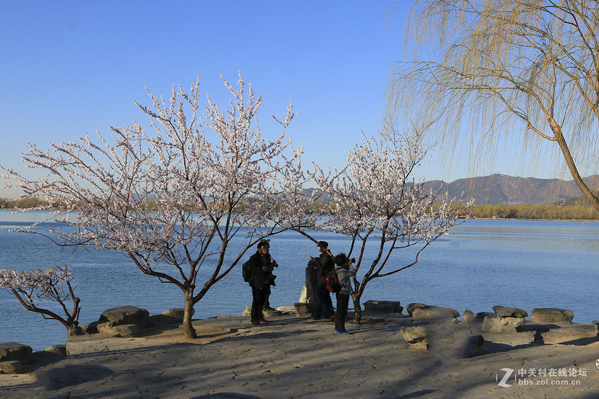 颐和园西堤山桃花