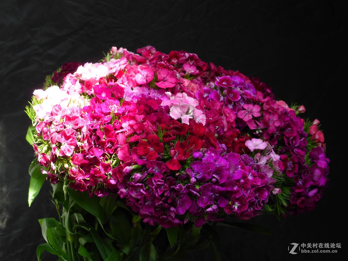 鲜花欢庆2016年元旦