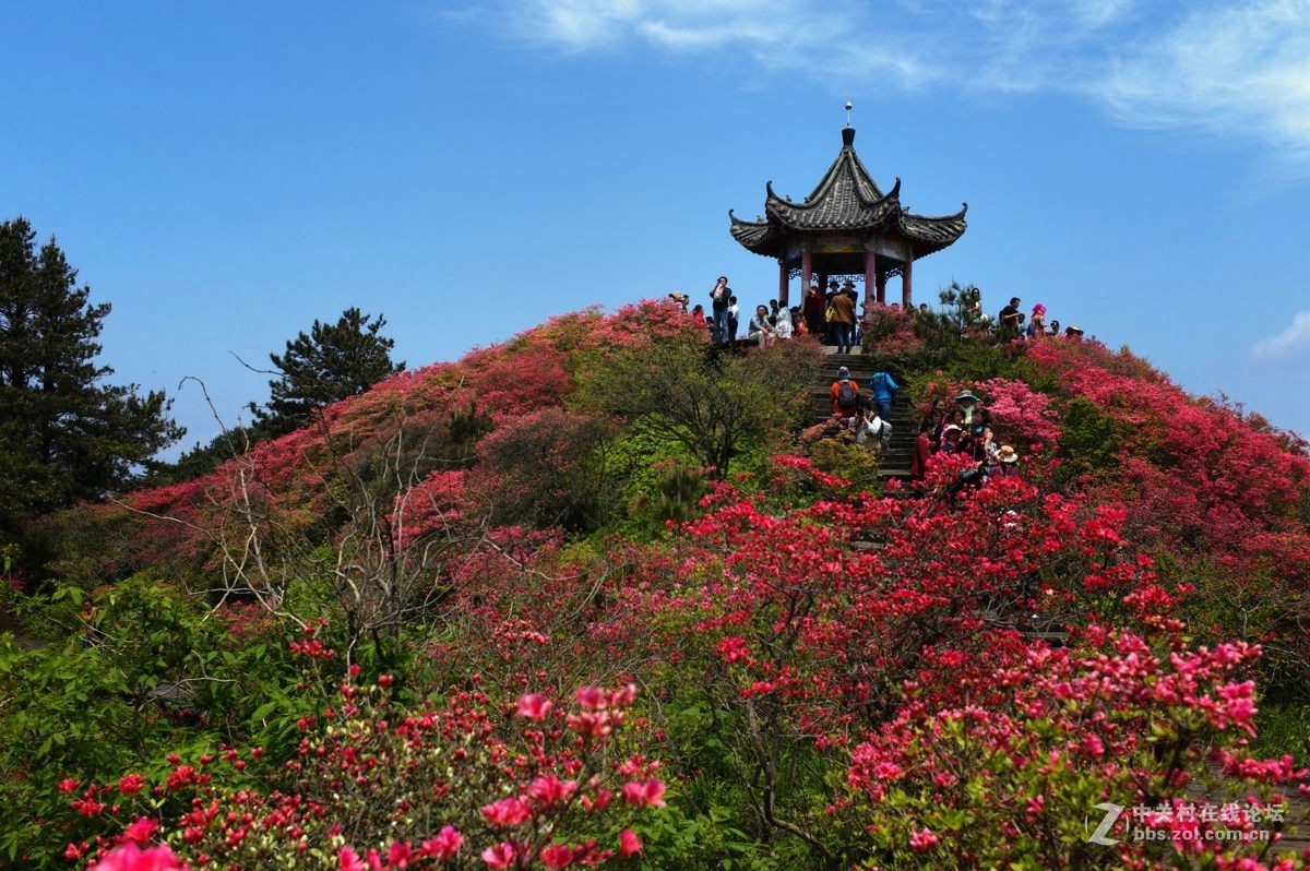 杜鹃花海