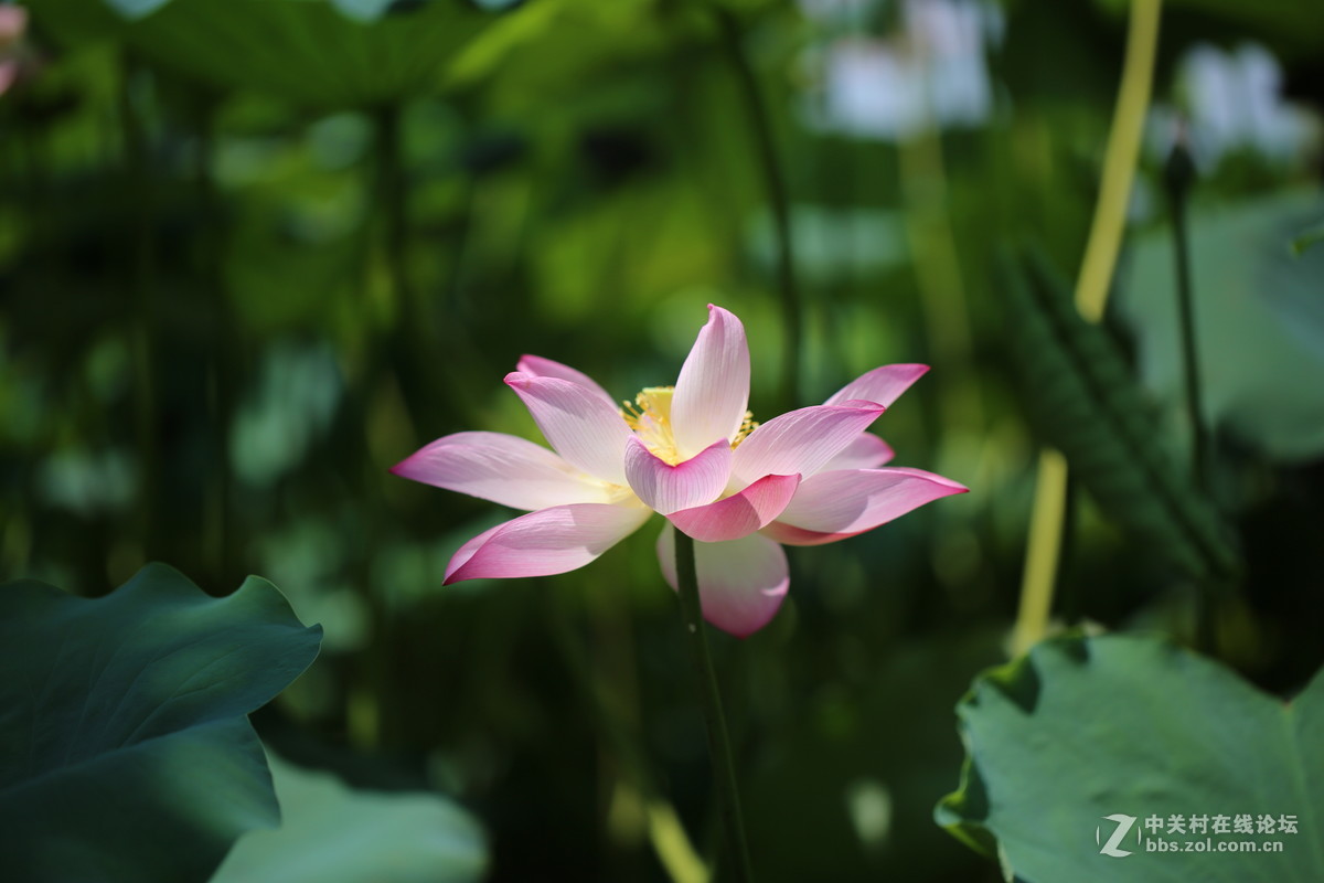 惠州拈花惹草