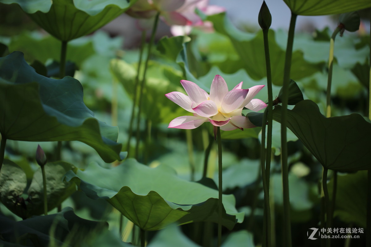 惠州拈花惹草